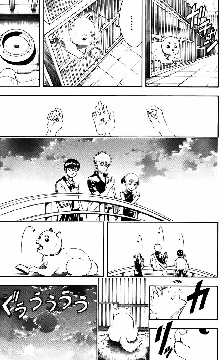 Gintama - Linh Hồn Bạc Chapter 402 - Next Chapter 403