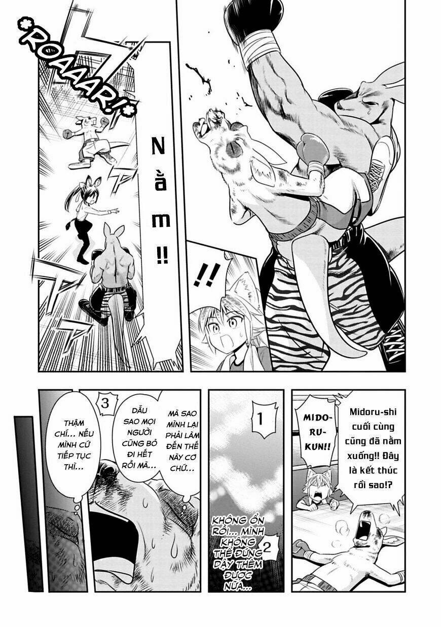 murenase! shiiton gakuen chapter 31: chuột túi boxing (phần 4) - Next chapter 31.5: bìa màu