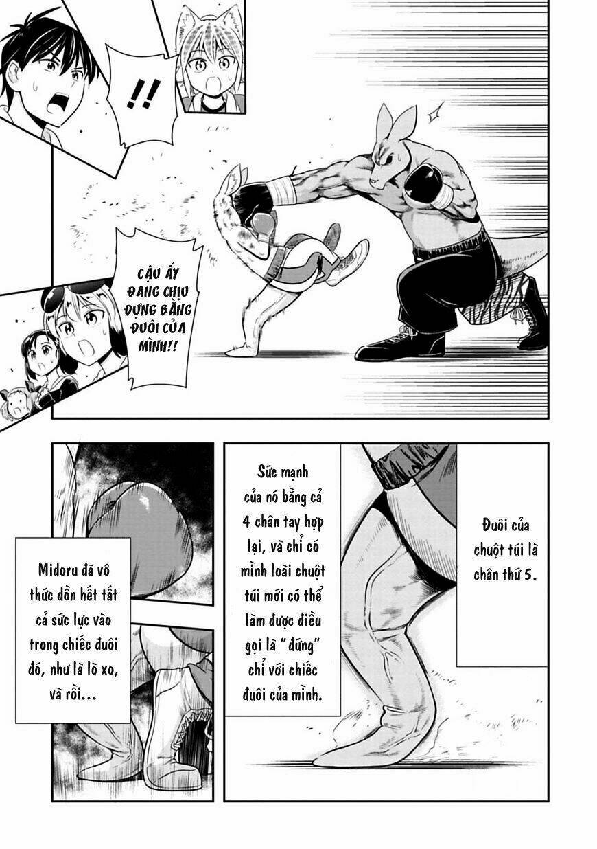 murenase! shiiton gakuen chapter 31: chuột túi boxing (phần 4) - Next chapter 31.5: bìa màu